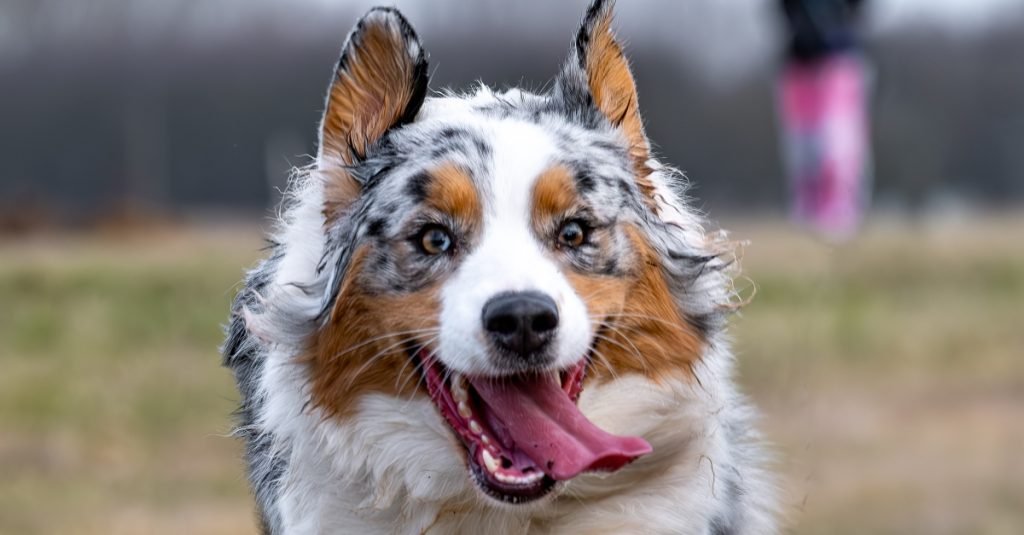 Boldog kutya kilógó nyelvvel szalad