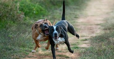 Agresszív kutyák szaladnak egy földes úton