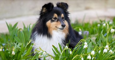 Kutya gyöngyvirágokkal