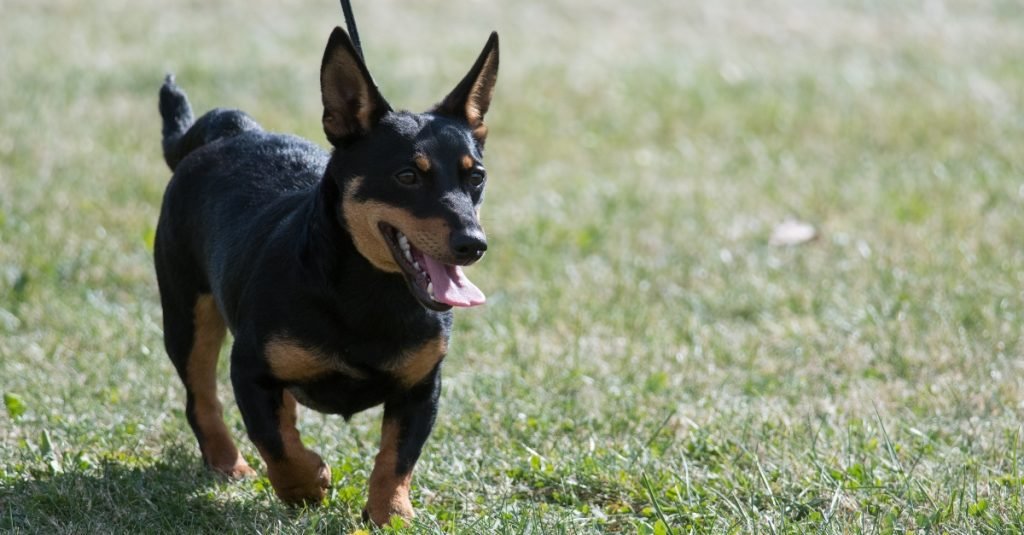 2025_03_lancashire-heeler-1024x535.jpg