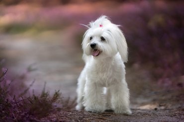 máltai selyemkutya tavaszi úton