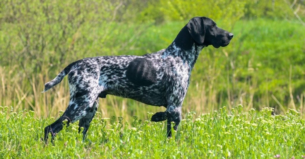 2025_03_nemet-vizsla-vadaszaton-all-1024x535.jpg