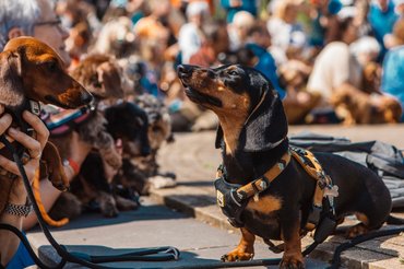 Tacskók felvonuláson