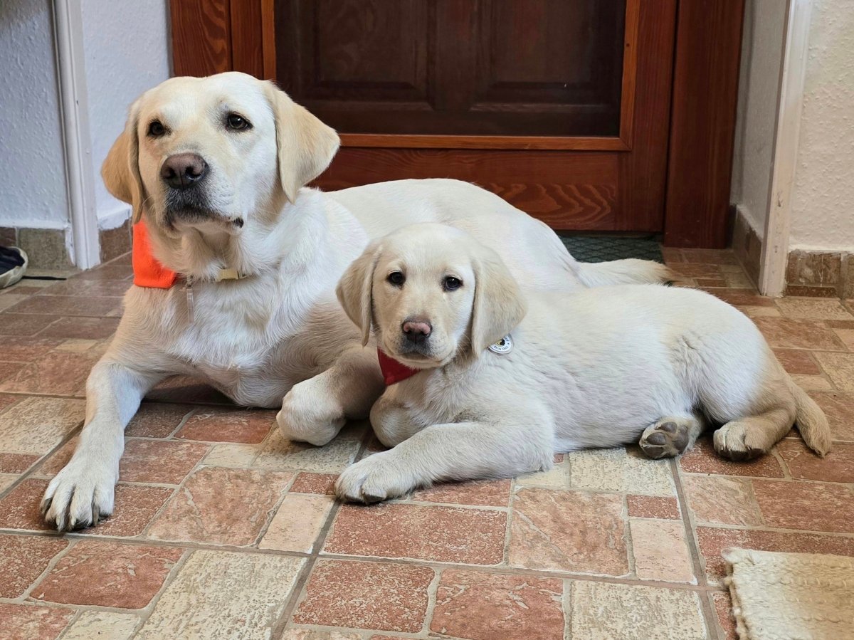 vakvezető labradorok fekszenek