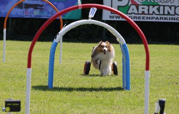 Roni Good Boy Training fotó 2
