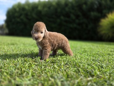 homok színű bedlington terrier