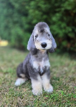 kék-cser bedlington terrier 8 hetes