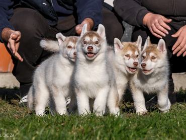 8 hetes huncut huskybabák