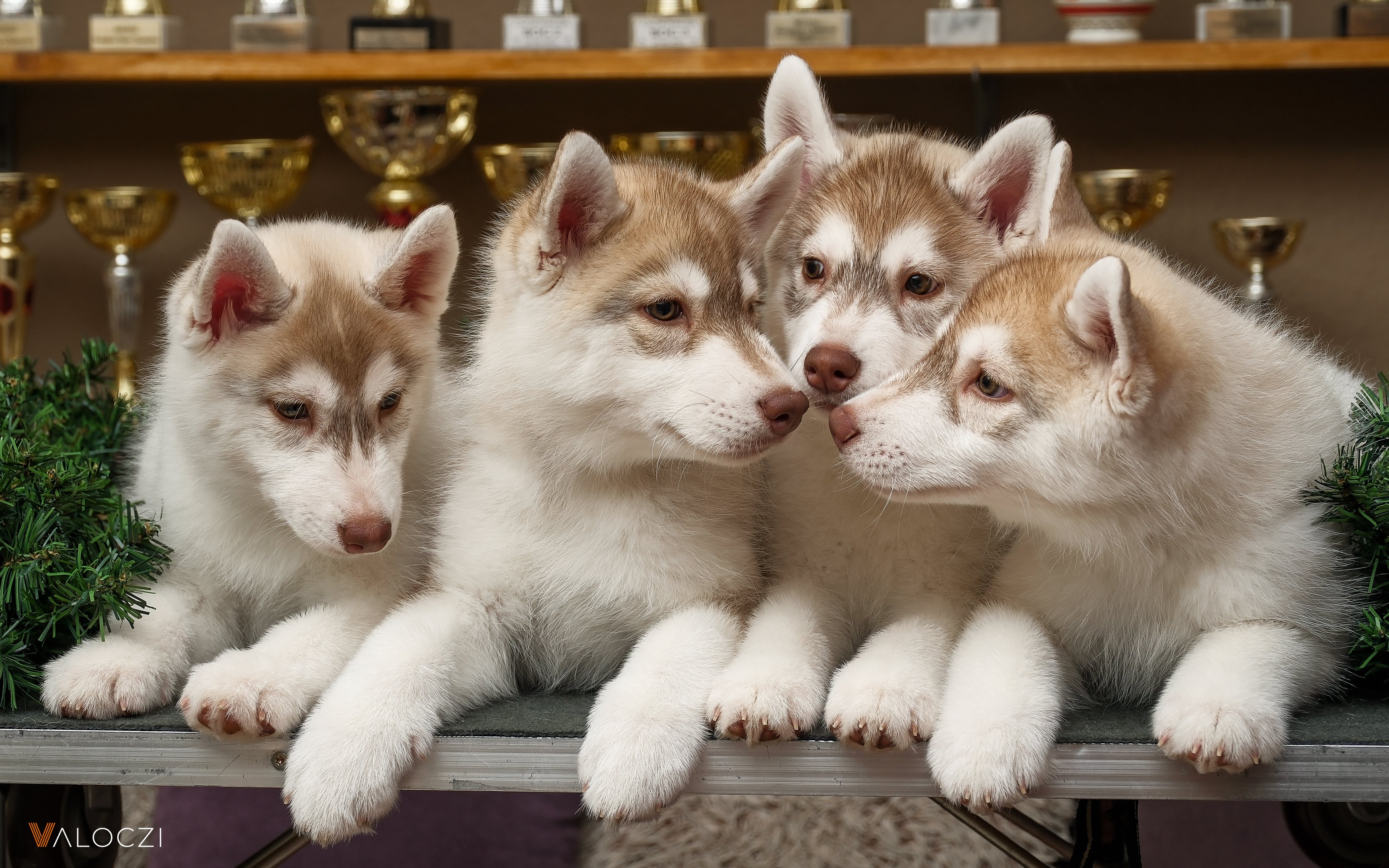 8 hetes husky kölykök