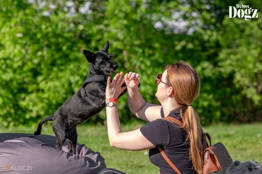 ÁÉK Válóczi pacsit adó kutya