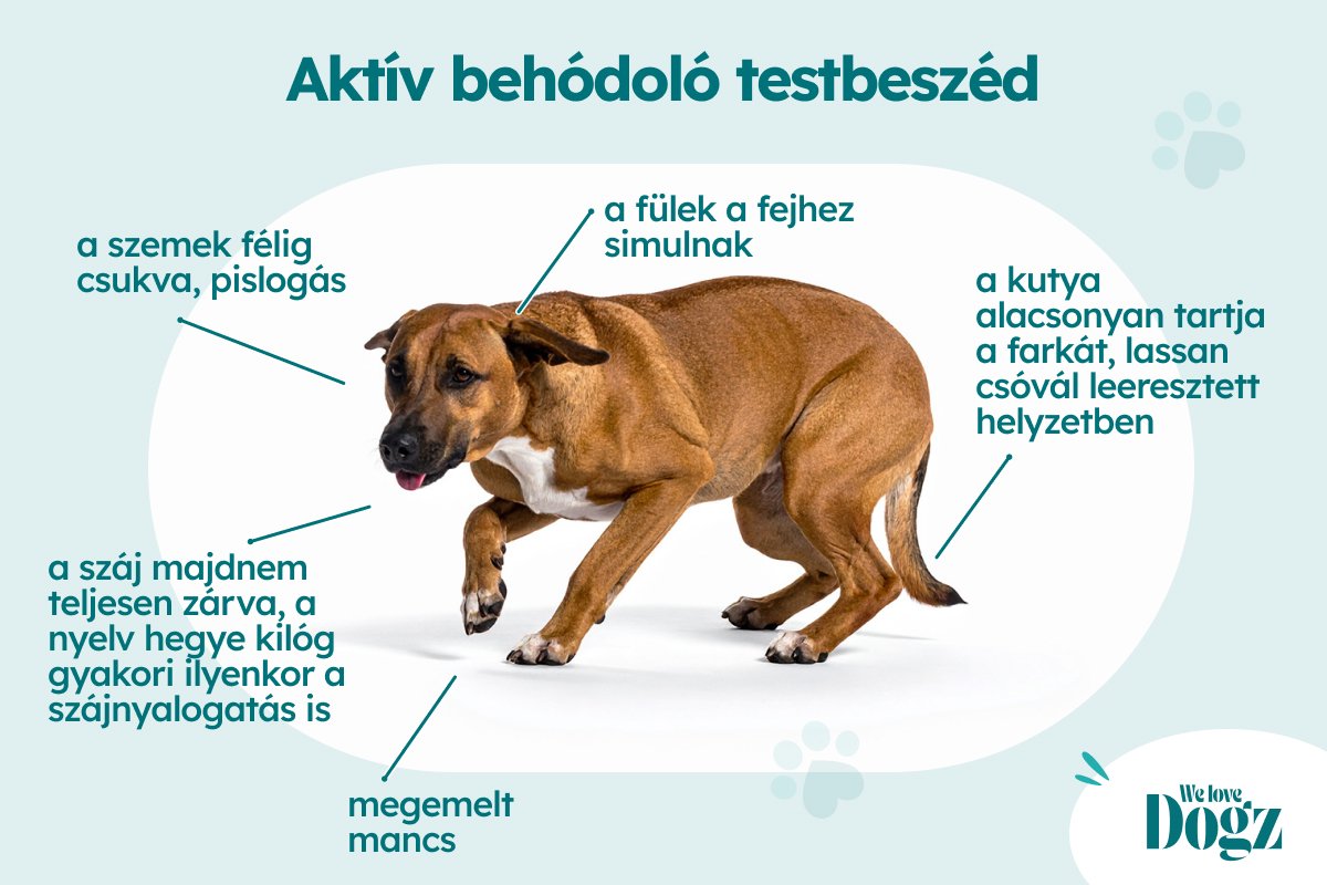 Aktív behódoló testbeszéd kutya