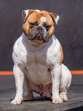 American Bulldog