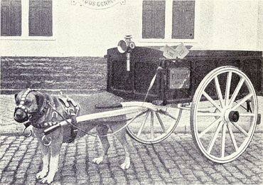Belga masztiff kocsit húz