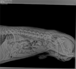 Kópé röntgenfelvétele