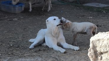Central Asian Shepherd Dog with a lamb