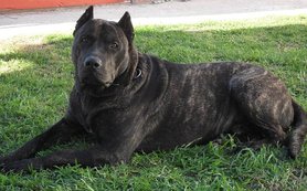 cimarron uruguayo