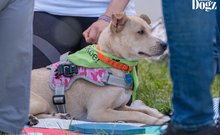 DOGZ Fesztivál