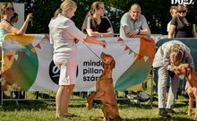 DOGZ Fesztivál