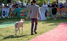 DOGZ Fesztivál