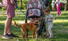 DOGZ Fesztivál