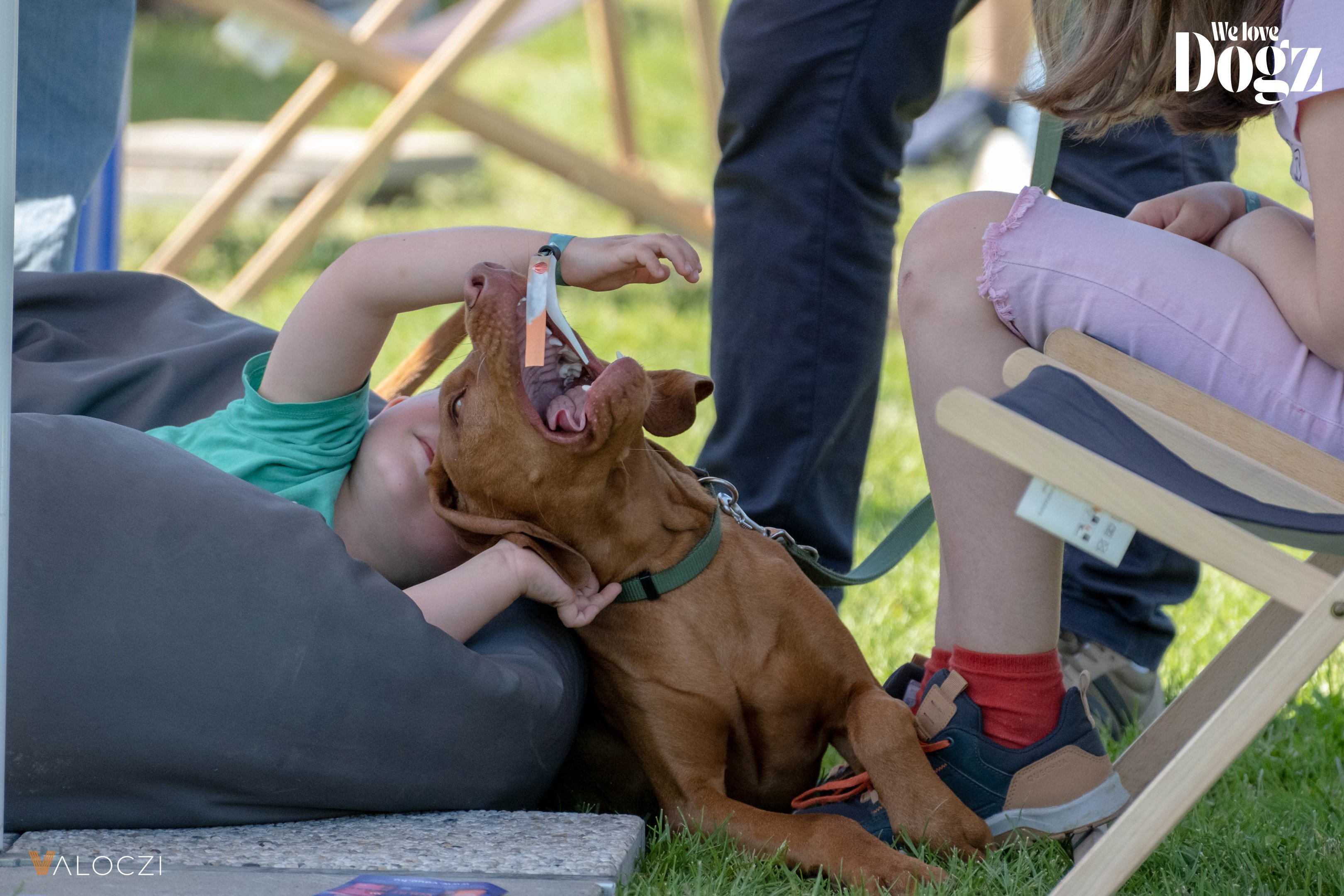 DOGZ Fesztivál