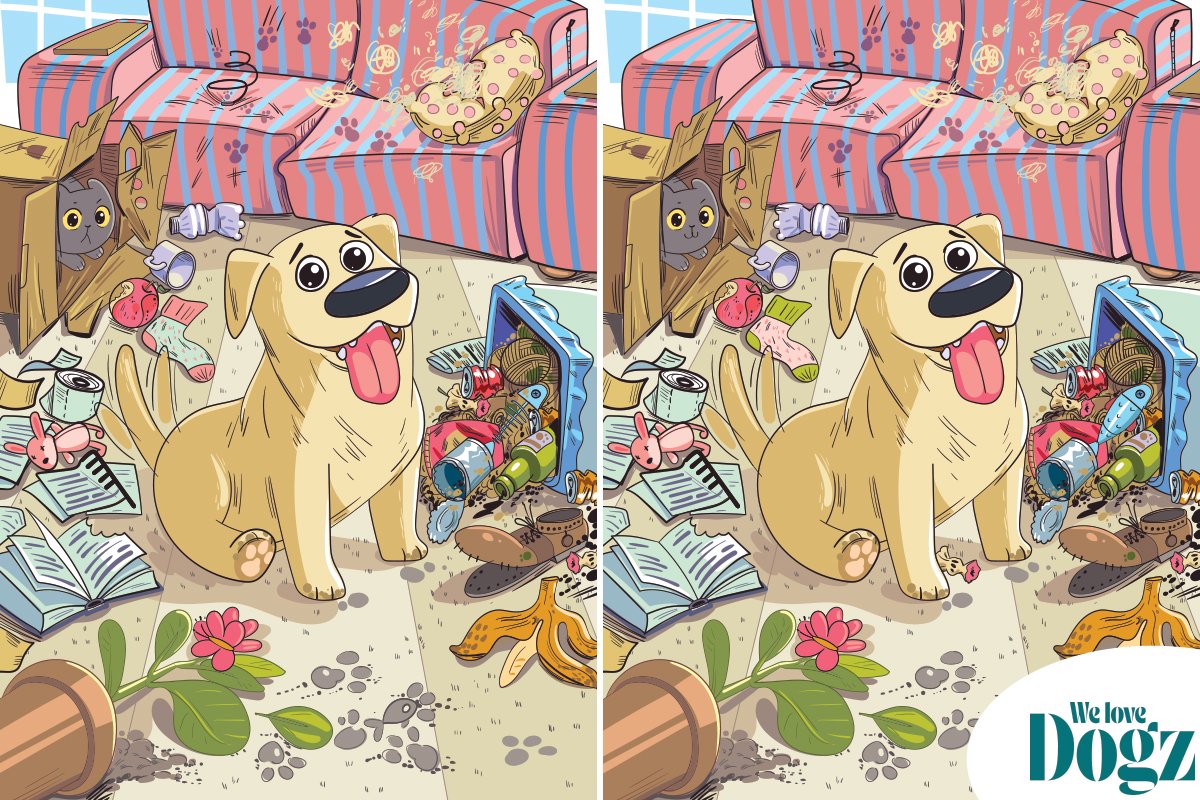 DOGZ_keprejtveny