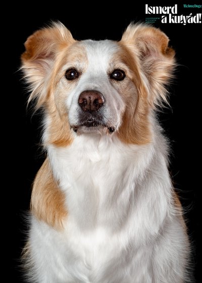 border collie