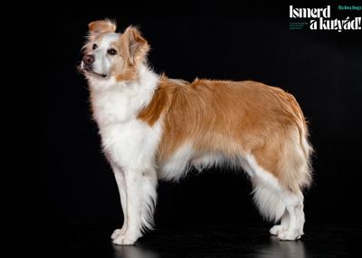 border collie