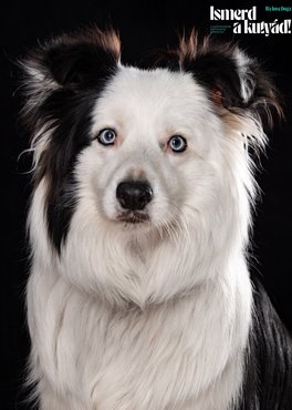border collie