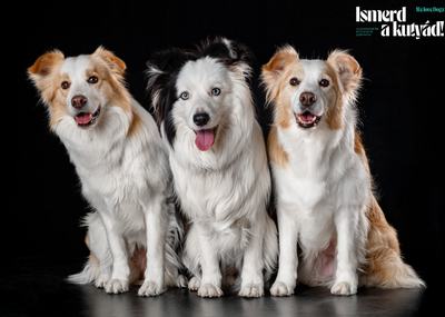 3 border collie
