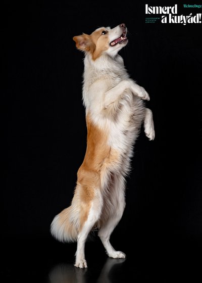 border collie