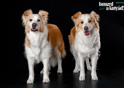 border collie