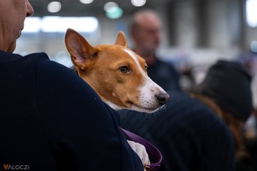 winter dog show 2026