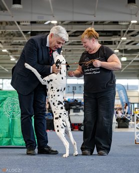 Jakkel Tamás bírál a 2026-os WinterDog Show-n