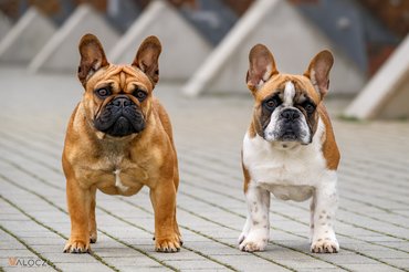 két francia bulldog áll