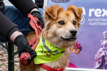 örökbe fogadható kutya