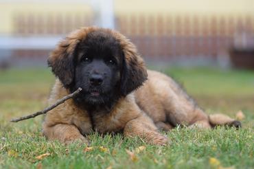 Leonbergi kölyök pórázon, Bear from Castle kennel, Létai Bonifác