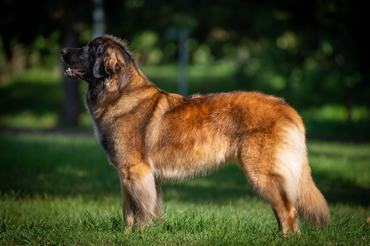 Leonbergi kutya, Bear from Castle kennel, Létai Bonifác képe