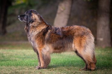Leonbergi kutya, Bear from Castle kennel, Létai Bonifác
