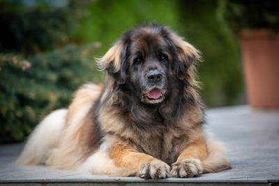 Leonbergi, Bear from Castle kennel, Létai Bonifác