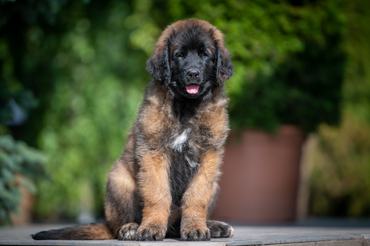 Leonbergi, Bear from Castle kennel, Létai Bonifác tenyésztő képe