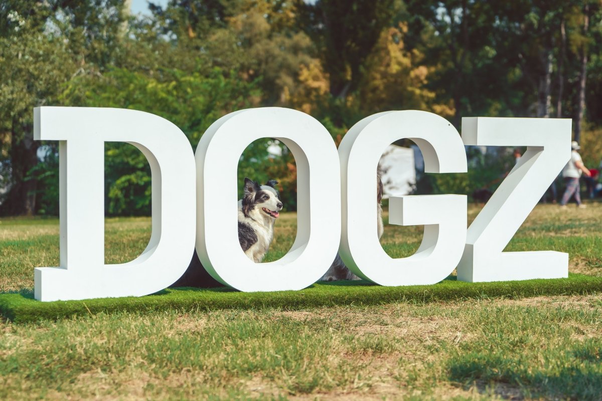 Dogz felirat