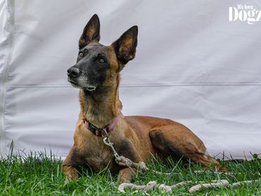 Dogz őszköszöntő falkaséta