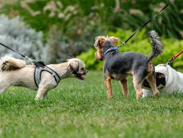 Dogz őszköszöntő falkaséta, játszó kutyák