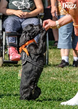 Dogz őszköszöntő falkaséta