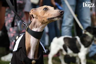 Dogz őszköszöntő falkaséta,