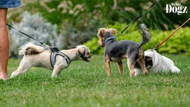 Dogz őszköszöntő falkaséta, játszó kutyák
