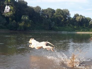 argentin dog a Nivis Casus kennelből