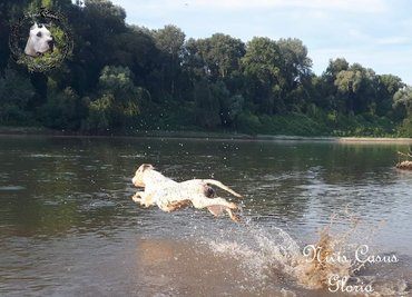 argentin dog a Nivis Casus kennelből