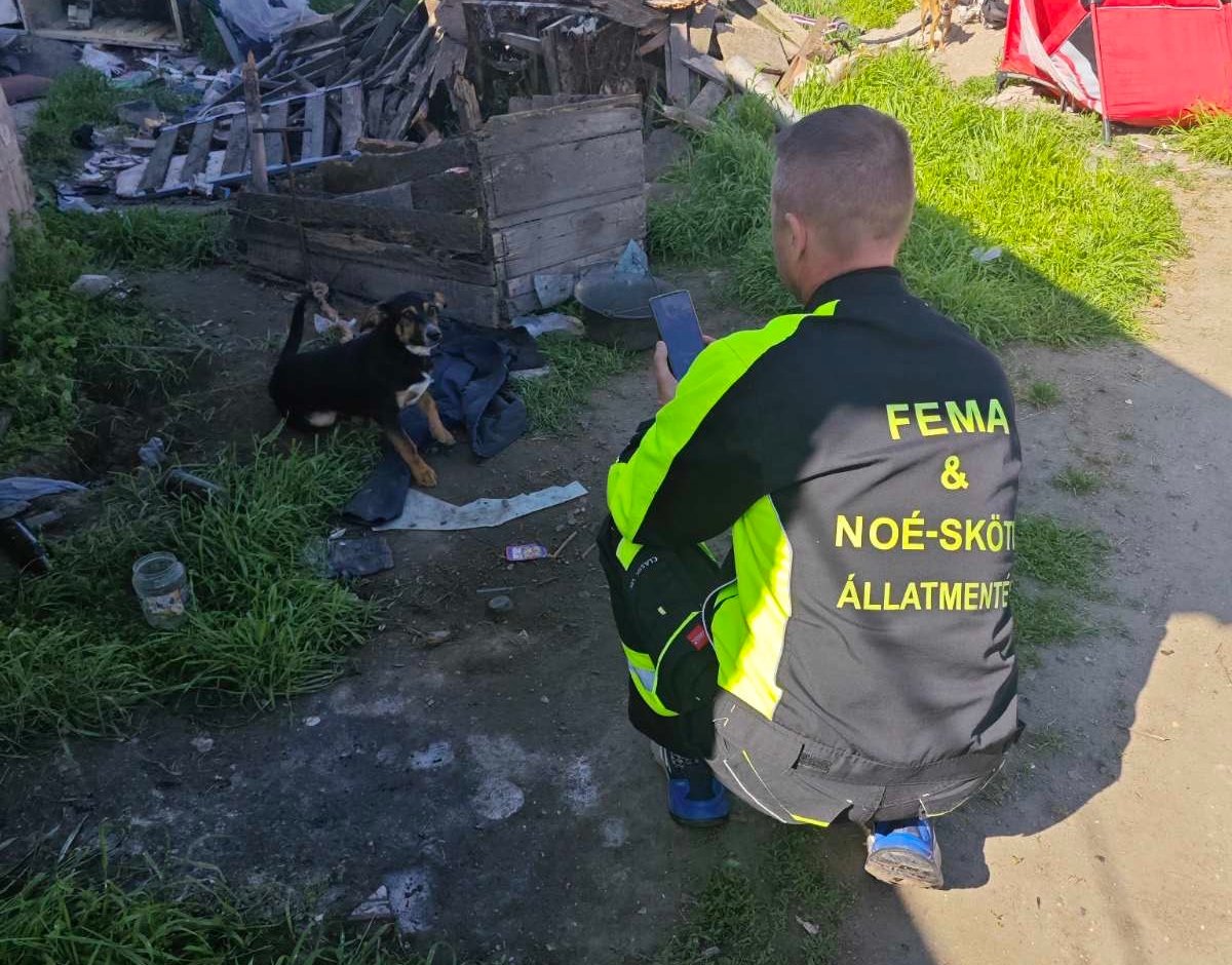 Fema_kutyamentés